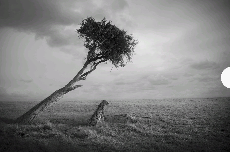 Gepard under trädet