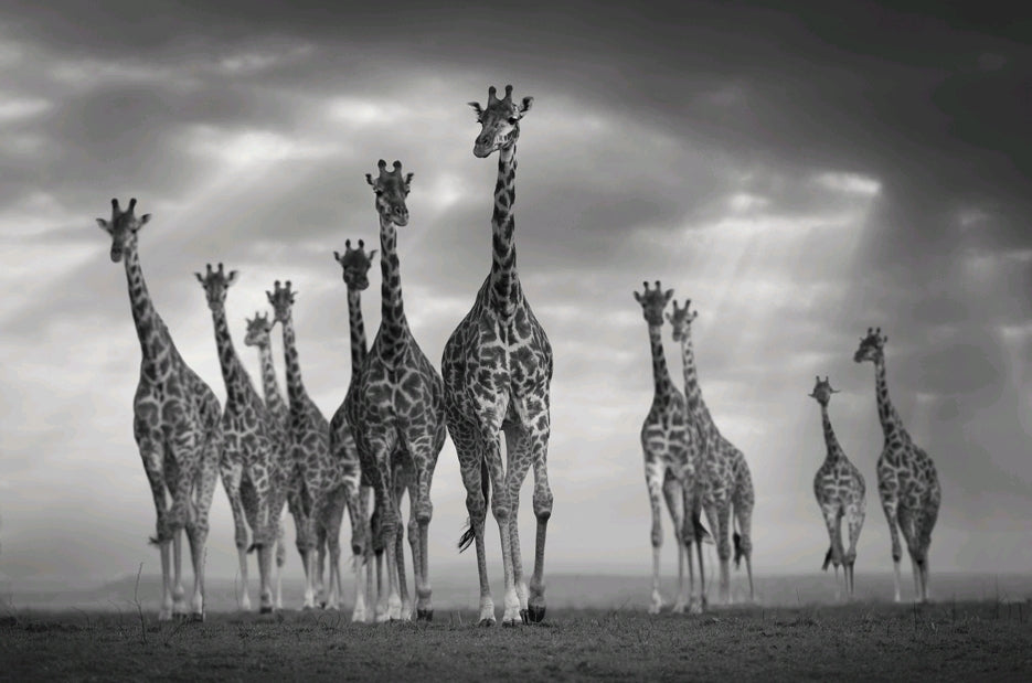 Giraffer i grupp framifrån