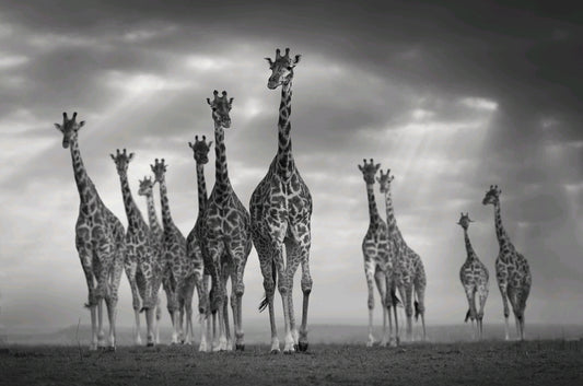 Giraffer i grupp framifrån