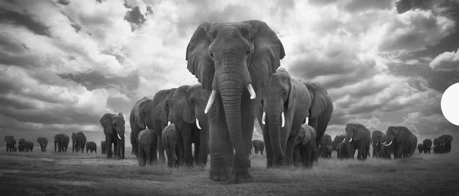 Elefanter, patrullerar