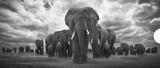 Elefanter, patrullerar