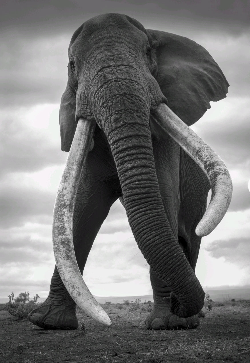 Elefant snett framifrån