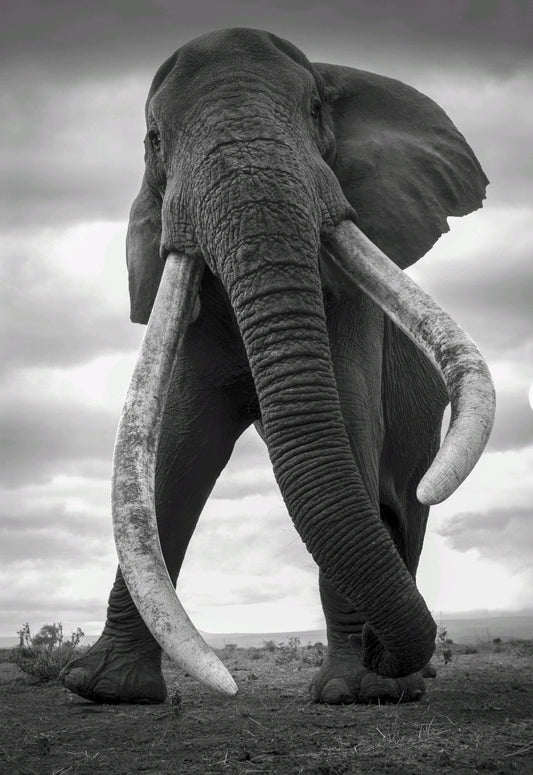 Elefant snett framifrån