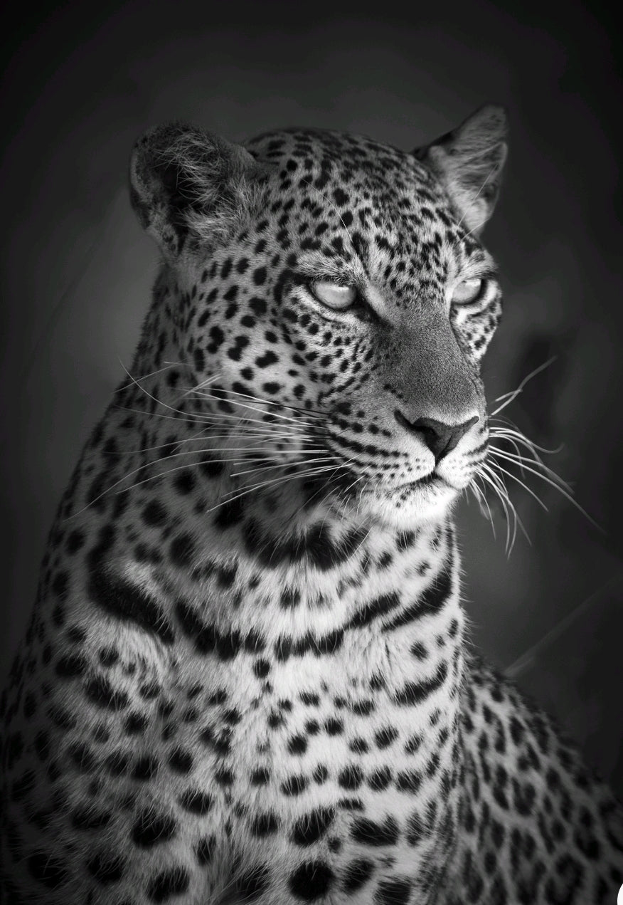 Leopard sittande närbild