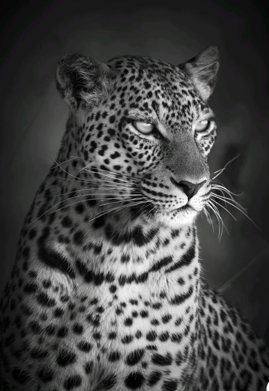 Leopard sittande närbild