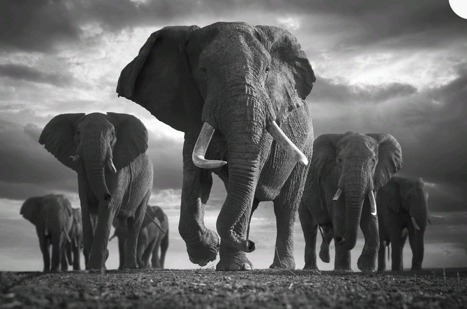 Elefanter på språng