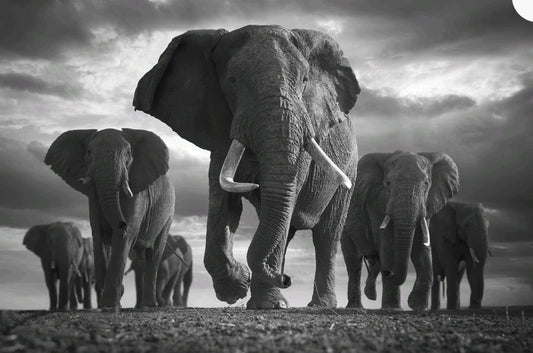 Elefanter på språng