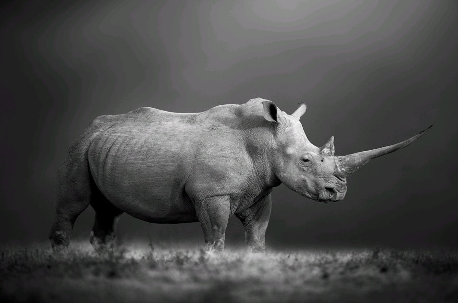 Noshörning från sidan