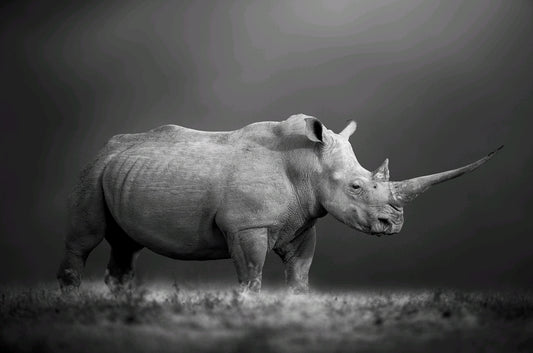 Noshörning från sidan