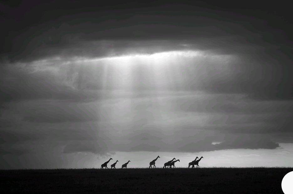 Giraffer vandrar längs horisonten