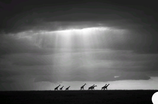 Giraffer vandrar längs horisonten